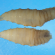 USDA Confirms Two Additional Cases of New World Screwworm in the United States
