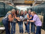 More Around the Rings:  2026 Pinto World Championship Show