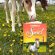 New Children’s Book Celebrates Chincoteague Ponies and the Enduring Legacy of Misty
