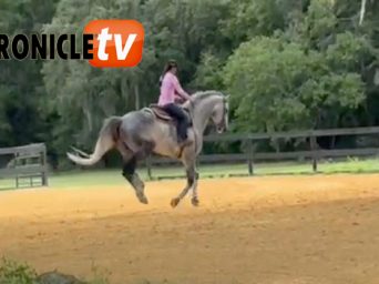 Warmblood VS. Quarter Horse