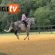 Warmblood VS. Quarter Horse