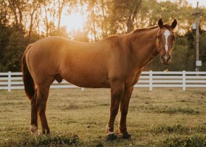 From Champion Equine Athlete to Champion of Hearts