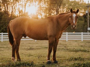From Champion Equine Athlete to Champion of Hearts
