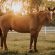From Champion Equine Athlete to Champion of Hearts