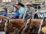 Around the Rings: 2026 Palomino HBA World Championship Show