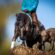 Gallentine Tops First 2027 The Run For A Million Cow Horse Challenge Qualifier