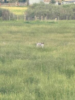 EC Photo of the Day: When is it Time to Cut the Grass?