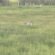 EC Photo of the Day: When is it Time to Cut the Grass?