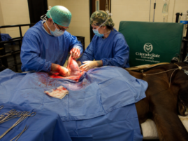 Survey: How Age and Misconceptions Impact Colic Referral Decisions