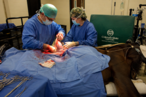 Survey: How Age and Misconceptions Impact Colic Referral Decisions