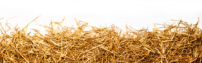 Wild Rice Straw Bedding for Horses: Suitable for Respiratory Health
