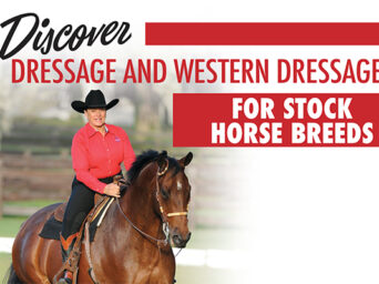 Discover Dressage And Western Dressage For Stock Horse Breeds