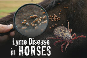 Lyme Disease In Horses: The Invisible, Expanding Threat Behind Vague Symptoms