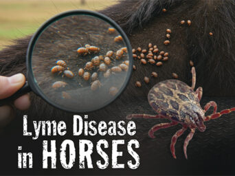Lyme Disease In Horses: The Invisible, Expanding Threat Behind Vague Symptoms
