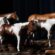 Five Inducted into 2026 APHA Hall of Fame