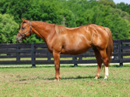 Online Select Auction from Masterson Farms, LLC