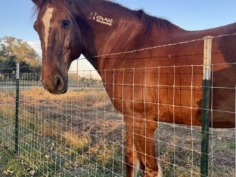 Big Red: From Wild Mustang to U.S. Border Patrol Horse With 14 Years of Active Service