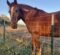 Big Red: From Wild Mustang to U.S. Border Patrol Horse With 14 Years of Active Service