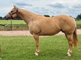 Online Auction from Terry Bradshaw Quarter Horses