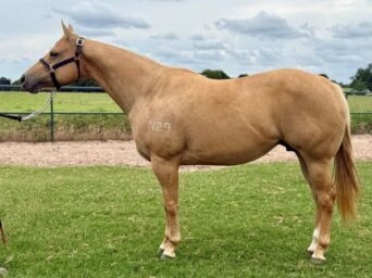 Online Auction from Terry Bradshaw Quarter Horses