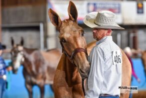 EC Photo of the Day: A Magnificent Mule