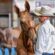 EC Photo of the Day: A Magnificent Mule