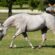 Dun It For Whizkey Distills a Million-Dollar Legacy as NRHA Million Dollar Sire