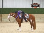 Around the Rings: 2026 APHA Eastern National Show