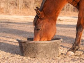 Research Update: Slowing Feed Intake of Concentrates