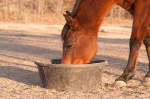 Research Update: Slowing Feed Intake of Concentrates