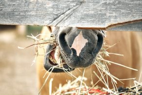 Changes in Chemical and Fatty Acid Composition of Timothy Hay from Field to Bale and During Storage