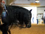 More Around the Rings: 2026 NSBA World Championship Show