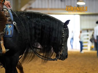 More Around the Rings: 2026 NSBA World Championship Show