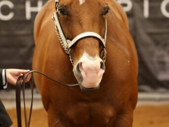 Who is Coming Back for the L3 Showmanship 14-18 Finals at 2026 AQHYA World?