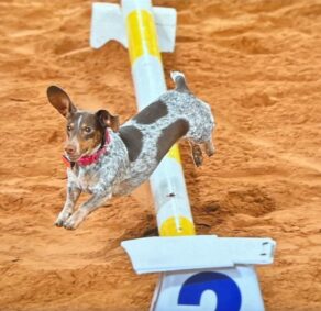 EC Photo of the Day: Trail Prospect or Agility Dog?