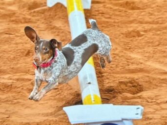 EC Photo of the Day: Trail Prospect or Agility Dog?