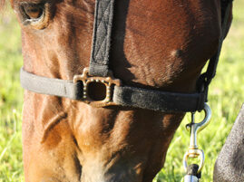 Side Effects of SGLT2 Inhibitors (-flozin drugs) in Horses are Avoidable