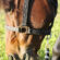 Side Effects of SGLT2 Inhibitors (-flozin drugs) in Horses are Avoidable