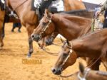 Who is Returning Wednesday for the AQHYA World Show Western Pleasure 14-18 L3 Finals?