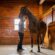 When the Mood Strikes: Mare Behavior Studied