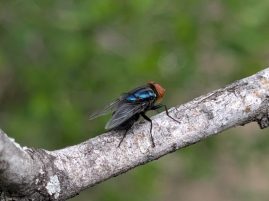 APHIS Approves Release of New World Screwworm Infested Zone in New Mexico