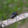 APHIS Approves Release of New World Screwworm Infested Zone in New Mexico