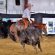 EC Photo of the Day: Bridleless Cutting on Friday, October 2nd