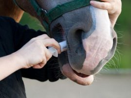 Deworming Horses: Expert Recommendations to Avoid Resistance