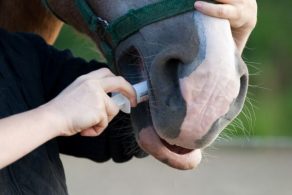Deworming Horses: Expert Recommendations to Avoid Resistance