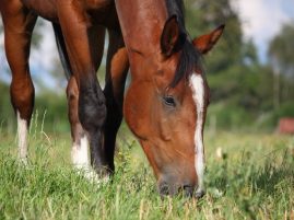 New Virus Found in Swiss Horses