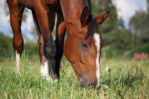 New Virus Found in Swiss Horses
