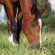 New Virus Found in Swiss Horses