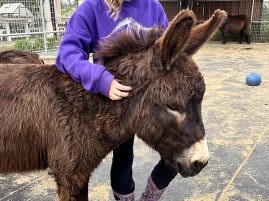 Just 3 Minutes with Miniature Horses and Donkeys Improved Teens’ Mood