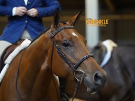 UC Davis Veterinary Genetics Laboratory Researchers Explore Genetic Diversity in the American Quarter Horse